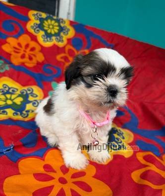 jual-shih-tzu-asli-puppies-anakan-2-bulan-LAGJV5US25