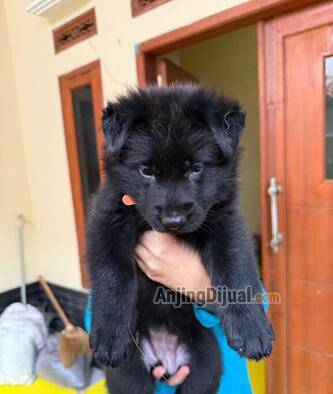 jual-strong-all-black-german-shepherd-puppy-Z76H07EJPO