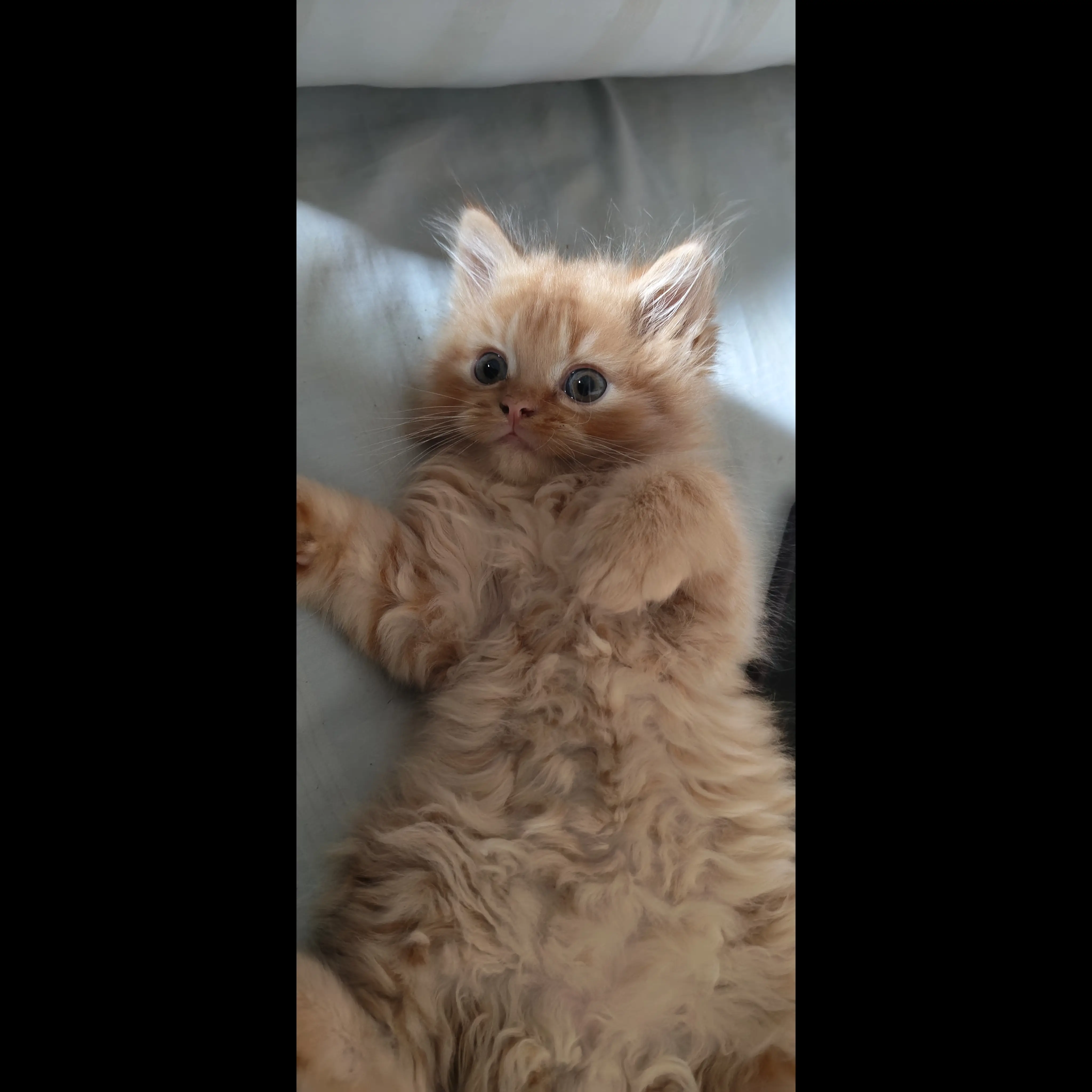 open-adopt-umur-3-bulan-persia-XBSRYB2GJ5