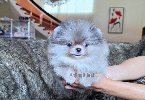 for-sale-high-quality-pom-blue-eyes-blue-merle-puppy-1QKBUJW5WH