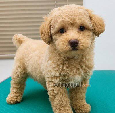 jual-1-ekor-anakan-toy-poodle-jantan-warna-apricot-bulu-lebat-dan-kriwel-D4E45JH5ZH