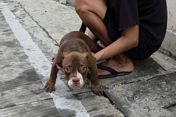 jual-micro-bully-betina-FYROYGRZXJ