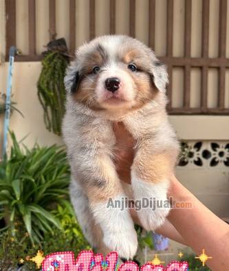 jual-puppy-australian-shepherd-blue-merle-GC53LEJT7F