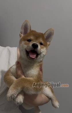 jual-3-baby-shiba-inu-super-quality-super-cute-available-for-loving-home-FYFNF8PPAX