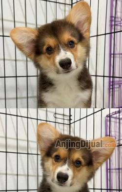corgi-longhair-betina-ZD1SREM1Y2
