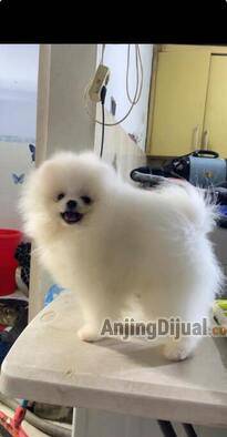 jual-minipom-jantan-kwalitas-super-TWY3F3YHKX
