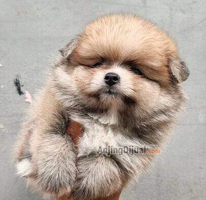 jual-pomeranian-X84ZTY65CR