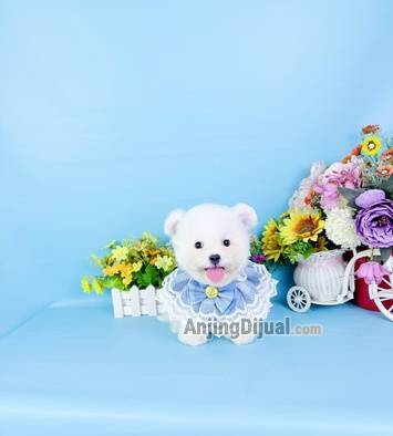 jual-korean-mini-bichon-male-super-imut-smiley-face-gemesin-bloodline-import-korea-0MCYNNSL0K