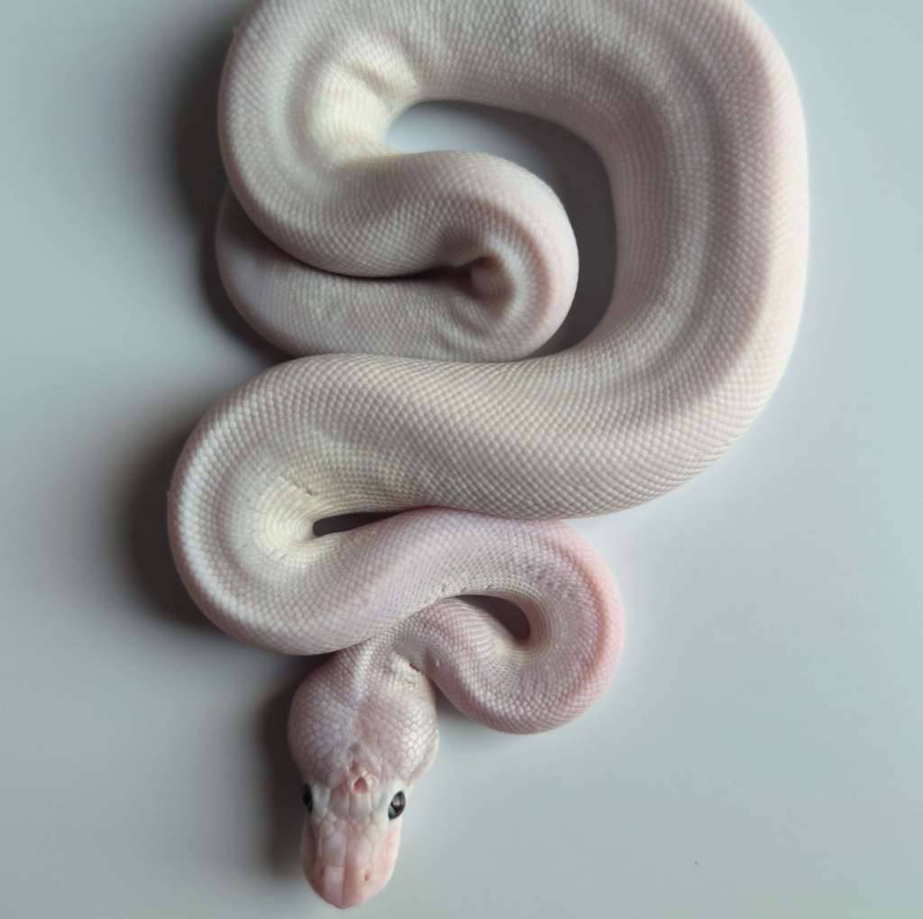 super-mojave-male-G0XIPFEHWJ
