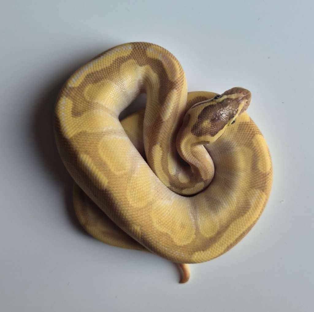 male-enchi-lesser-pastel-yb-het-hypo-TYKLU0EI40