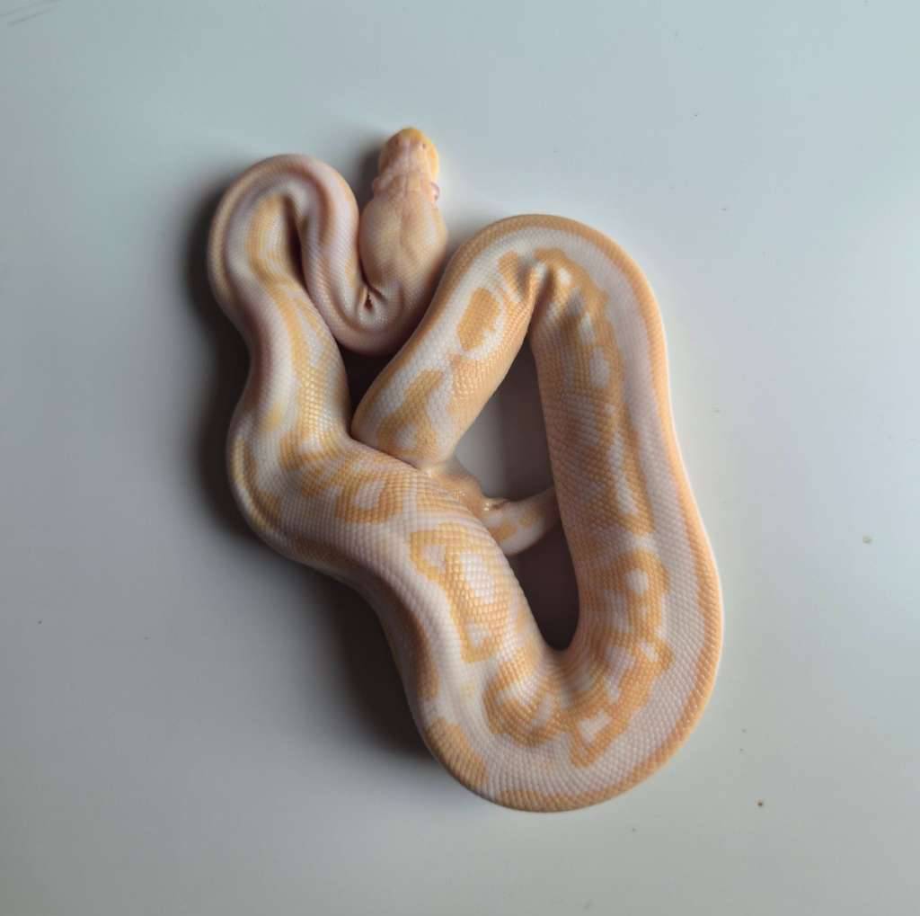 male-albino-het-pied-3S6K2SJBEY
