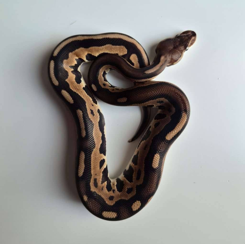 female-leopard-od-cinnamon-2P7R15I73E