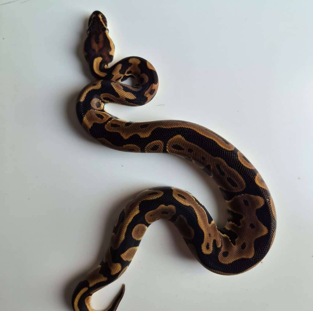 female-leopard-yb-QTB9NS0YDU