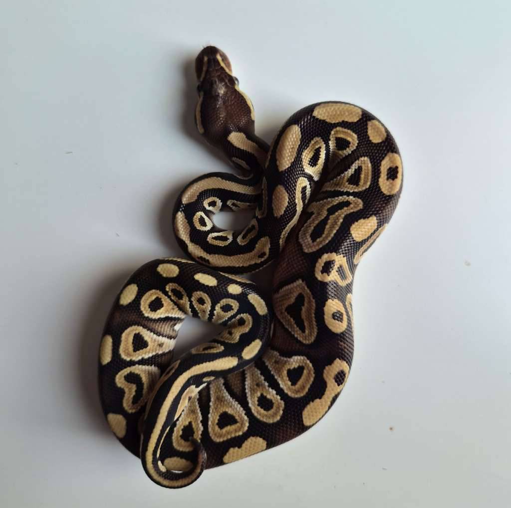 female-mojave-J4WV8AT24R