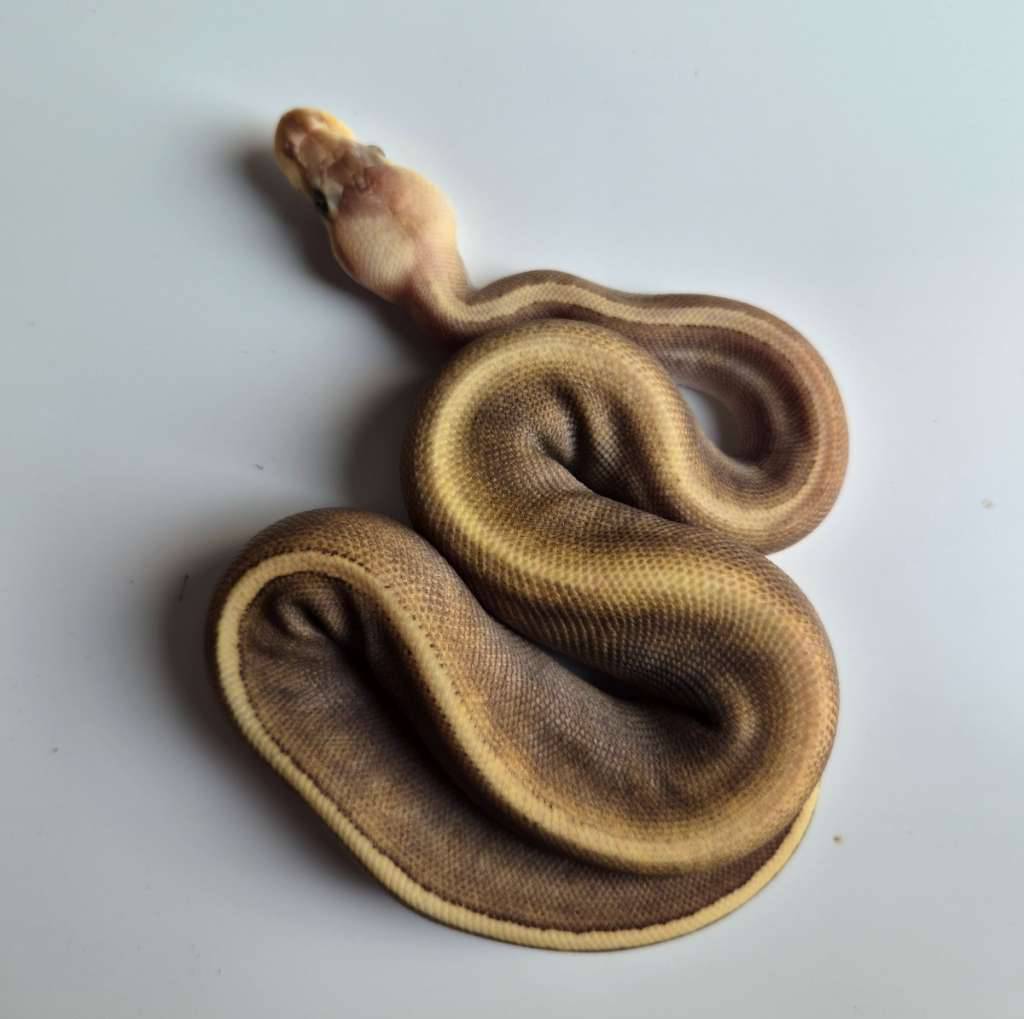 female-ghi-mojave-pinstripe-Y13A7U41BU