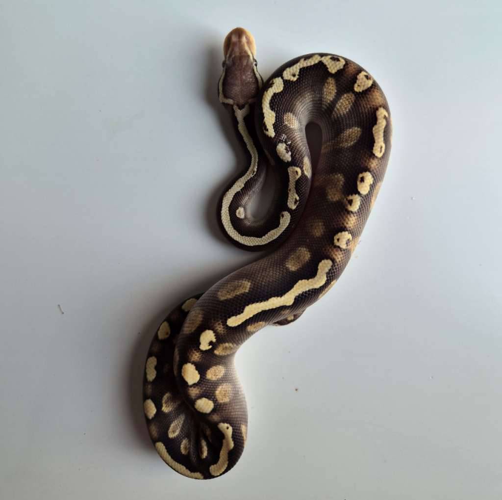 male-pastel-ghi-mojave-UMLUK0FTCZ