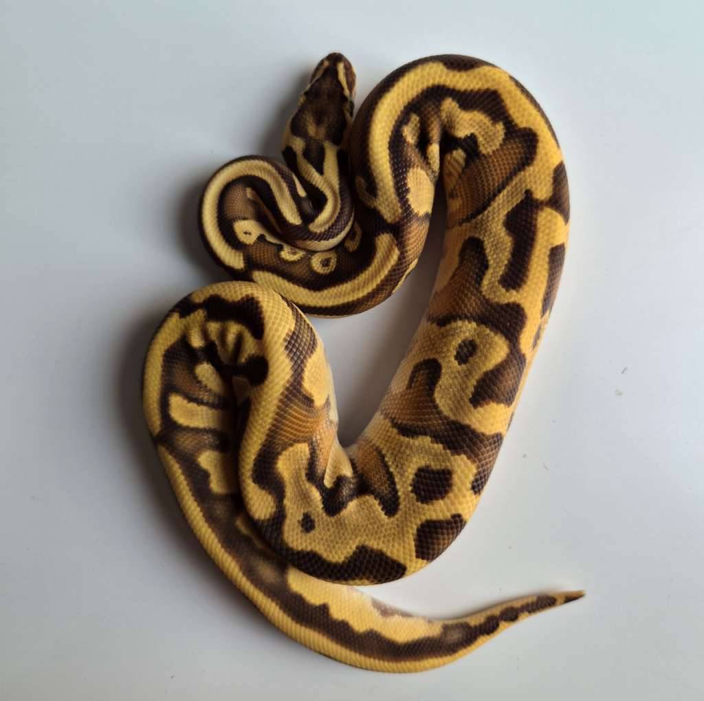 female-enchi-lesser-het-hypo-94DYRH6FUD