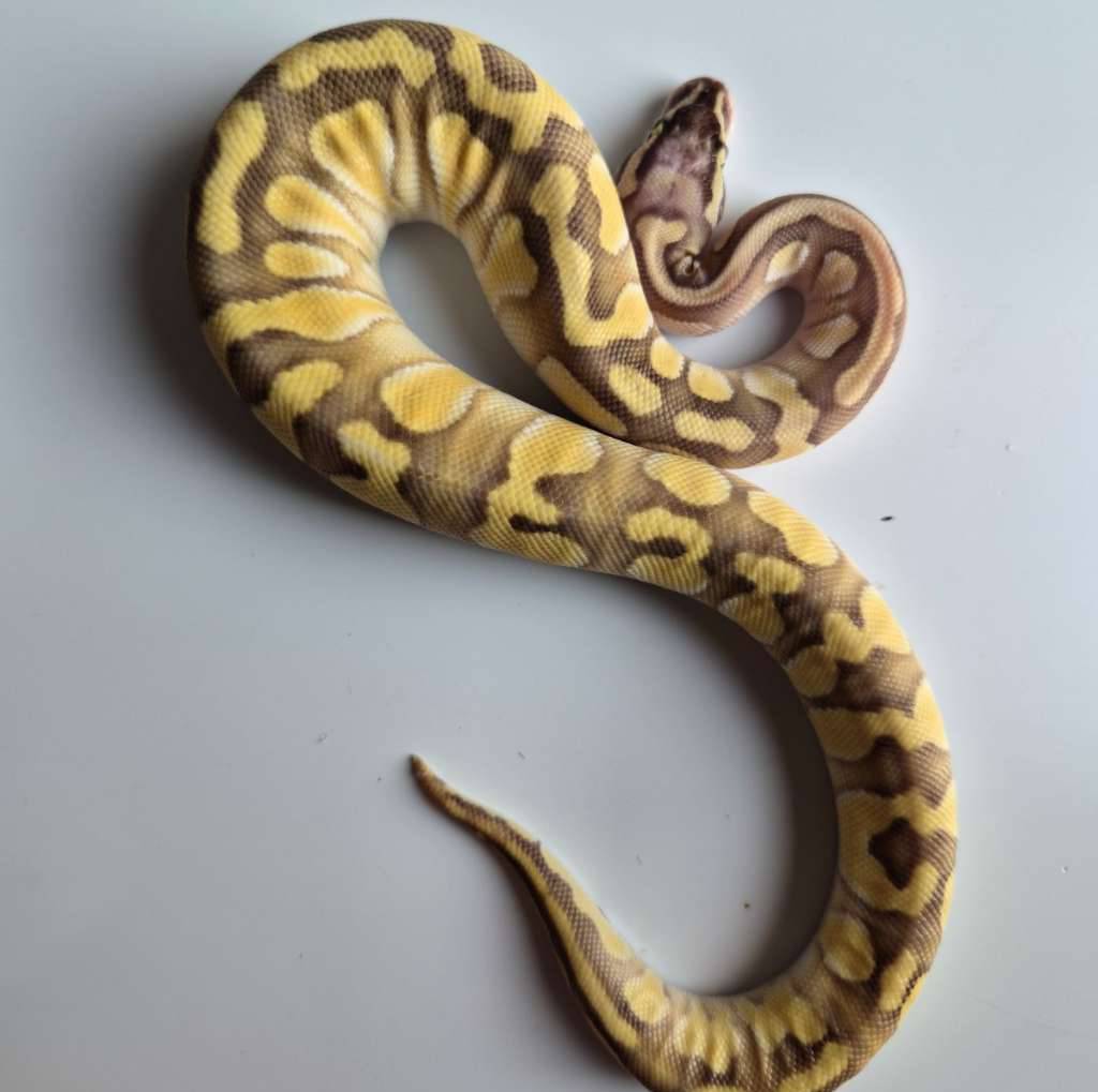 female-super-pastel-enchi-lesser-het-hypo-ZRP9EGGG79