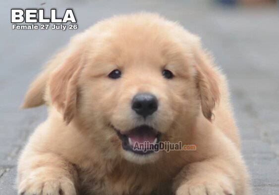 jual-cute-adorable-golden-retriever-bella-6EC5Y0TN7W