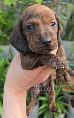 jual-puppy-dachshundtekel-warna-unik-tiger-stripe--NHRQRM4LP3