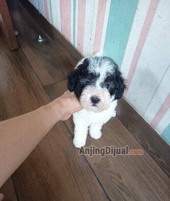jual-parti-poodle-male-and-female-VK8OCV7OQE