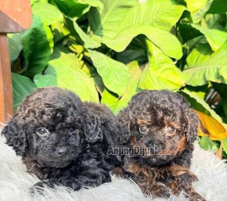 jual-toy-poodle-jantan-ada-2-ekor-TY9W8CGQ83