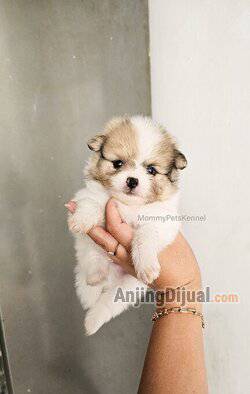 jual-superminipom-party-berkualitas--P7T7QA3FET