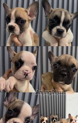 jual-french-bulldog-bloodline-import-1QQ3PK5FZB