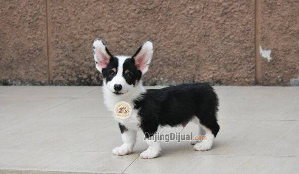jual-pembroke-corgi-bloodline-champion-2AOE51WHT4