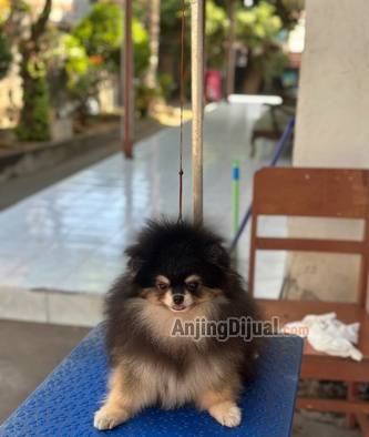 jual-pomeranian-black-n-tan-jantan-1-tahun-5N6WK2KRJD