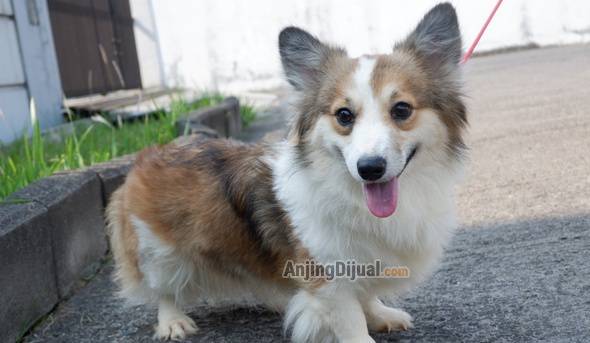 jual-corgi-betina-longhair-2th-calon-indukan-3VLX0ZMSYP