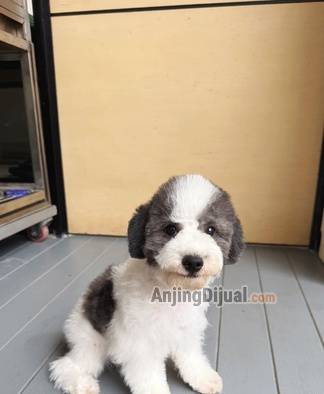 jual-toy-poodle-party-silver-FGTQ81O3CH