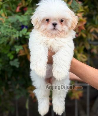 sale-2-male--1-female-shitzu-murmer-XHHA4RKLAQ