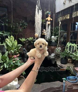 for-sale-1-tiny-male-poodle-puppy-import-bloodline-CLJF3S0U5S