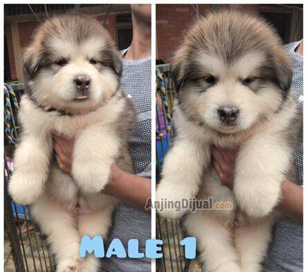 jual-alaskan-malamute-longhair-LE7Y4GA9PK