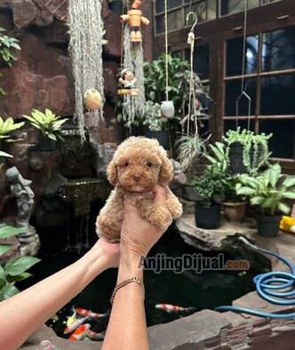 for-sale-1-rednosed-female-poodle-puppy-import-bloodline-2W25ZFICES