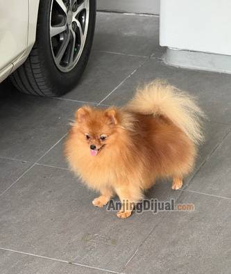 jual-super-minipom-jantan-JV0A0MEWE7
