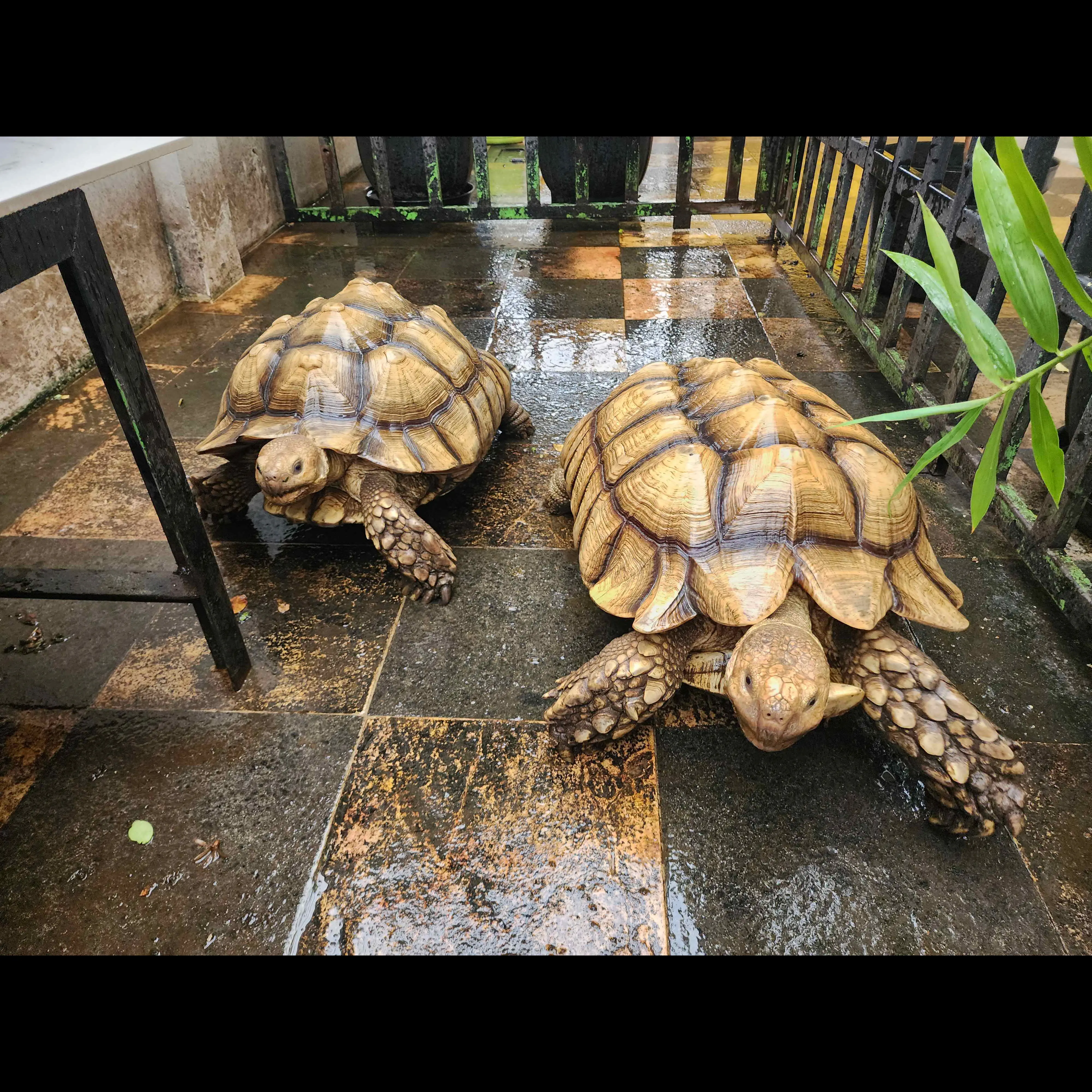kura-kura-darat-torto-sulcata-sepasang-FN7AOO978R