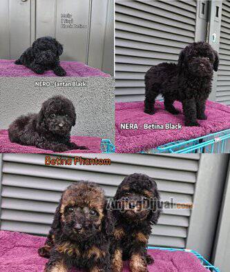 jual-black--phantom-poodle-I0IGT4RRM0