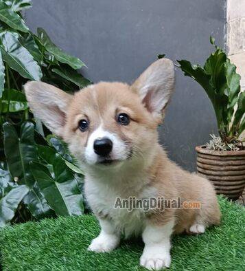 puppy-welsh-corgi-betina-RFKM5DQRKB