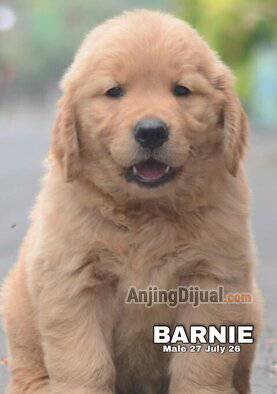 jual-cute-adorable-golden-retriever-barnie-242EX4BH4L