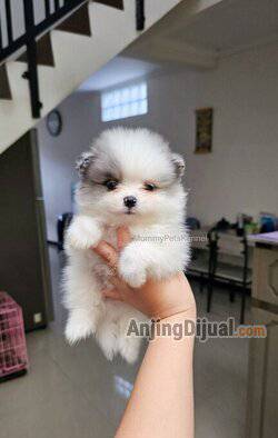 jual-superminipom-berkualitas-termurahh-superr-56JS0WMYJL