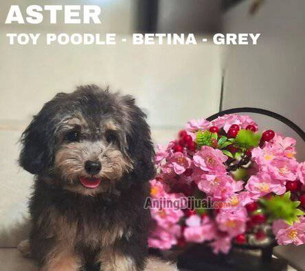jual-anakan-poodle-usia-4-bulan-betina-grey-E04PYAR1V9