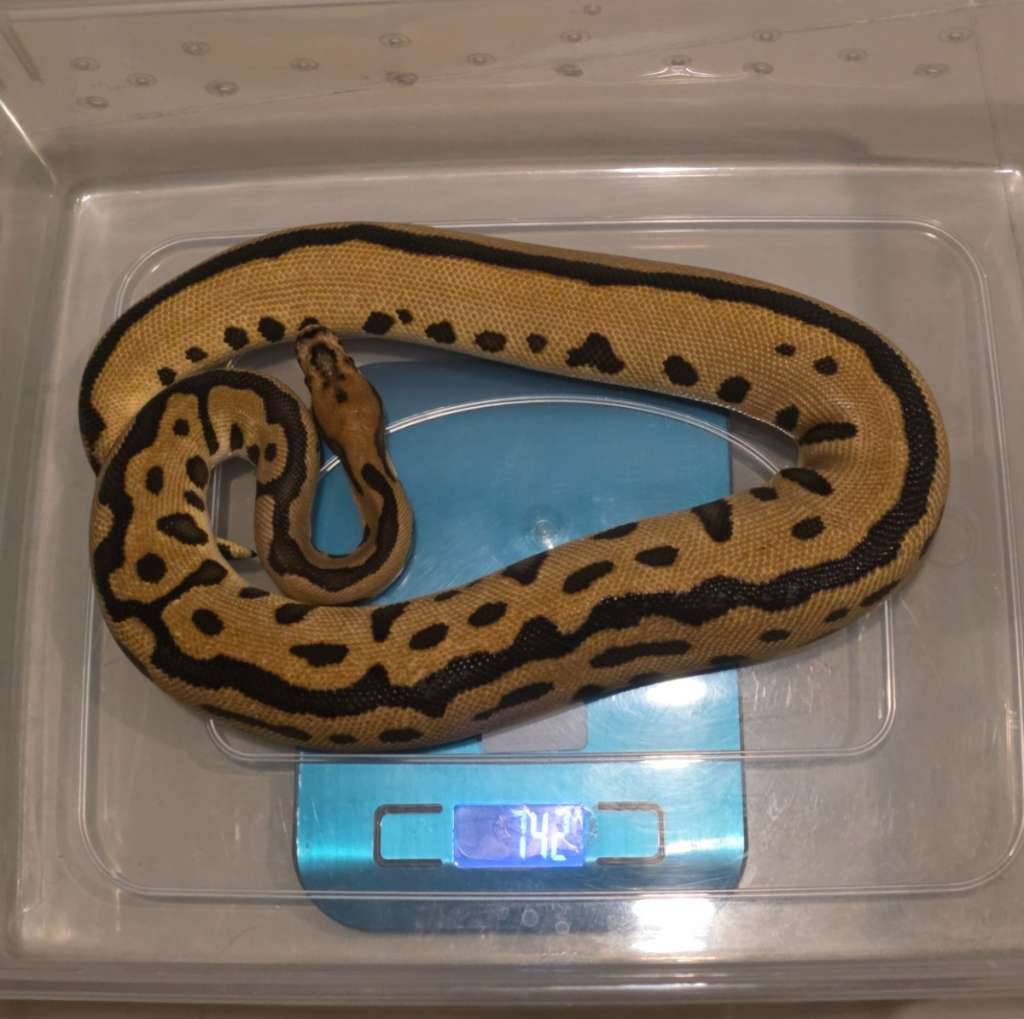 spotnose-leopard-clown-batman-male-HGDD5J9727
