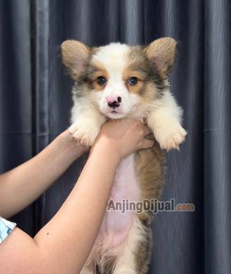 jual-corgi-jantan-long-hair-super-lucu-C69HHF07I0
