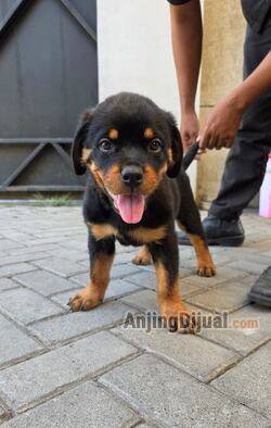 jual-2-rotweiller-puppy-jantan-P3BQS1ZHFP