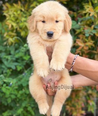 sale-3-male-golden-retriever-good-quality-E5HWS9IIN4