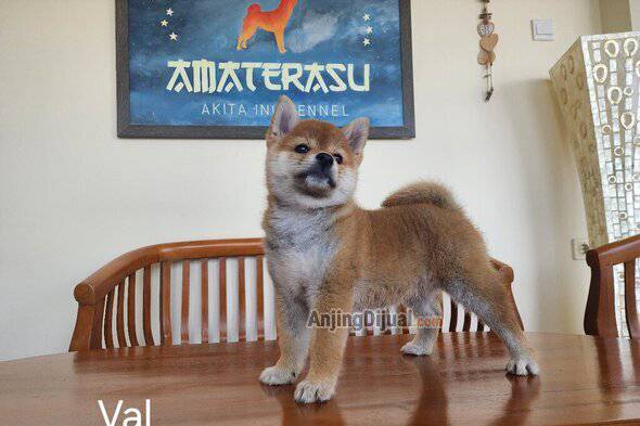 jual-shiba-inu-puppies-YNVS9Z612Q