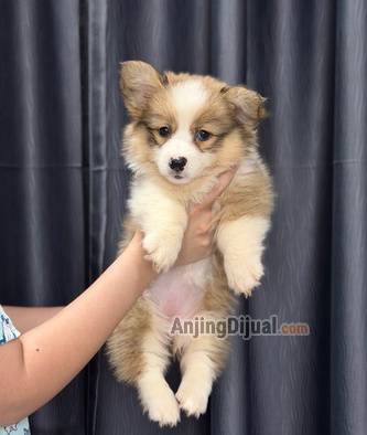 jual-corgi-betina-long-hair-super-lucu-gembul-bagus-1SBHJP3WAB