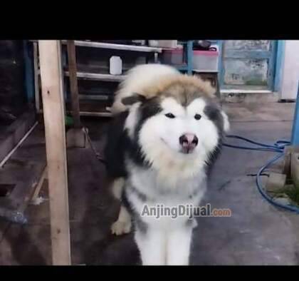 jual-alaskan-malamute-high-quality-OT02H8C467